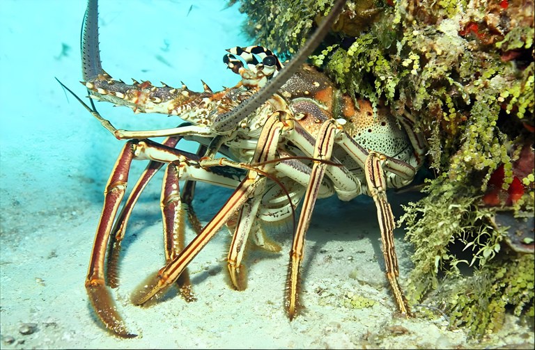 Lagosta