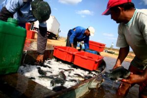 pescadores