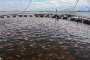 Instituto de Pesca de SP aposta no futuro sustentável da tilapicultura