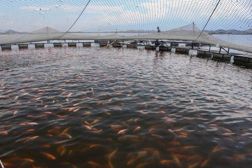 Instituto de Pesca de SP aposta no futuro sustentável da tilapicultura