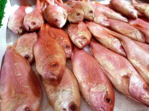 Pargo