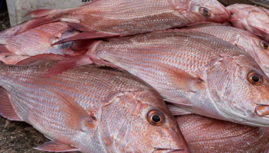 Pargo
