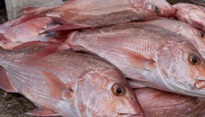 Pargo