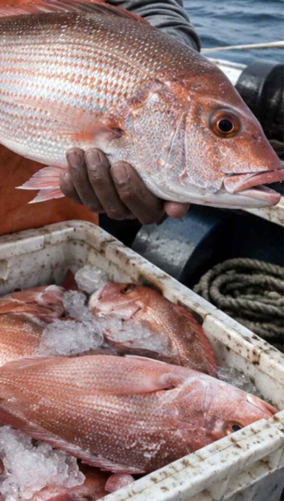 Pargo