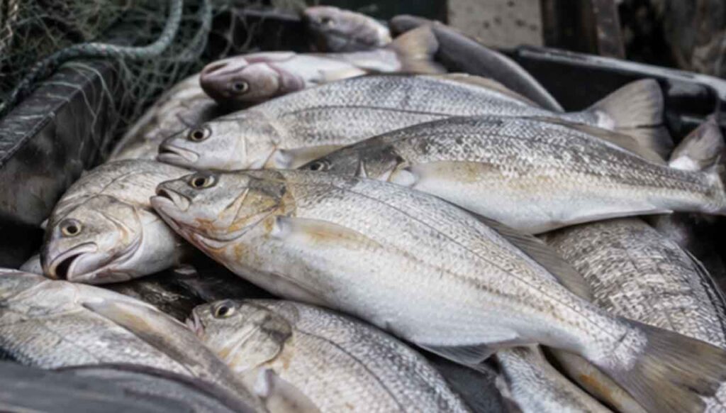 Sardinha