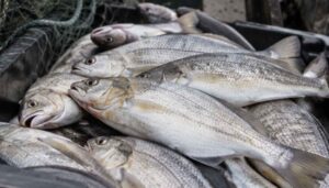 Sardinha