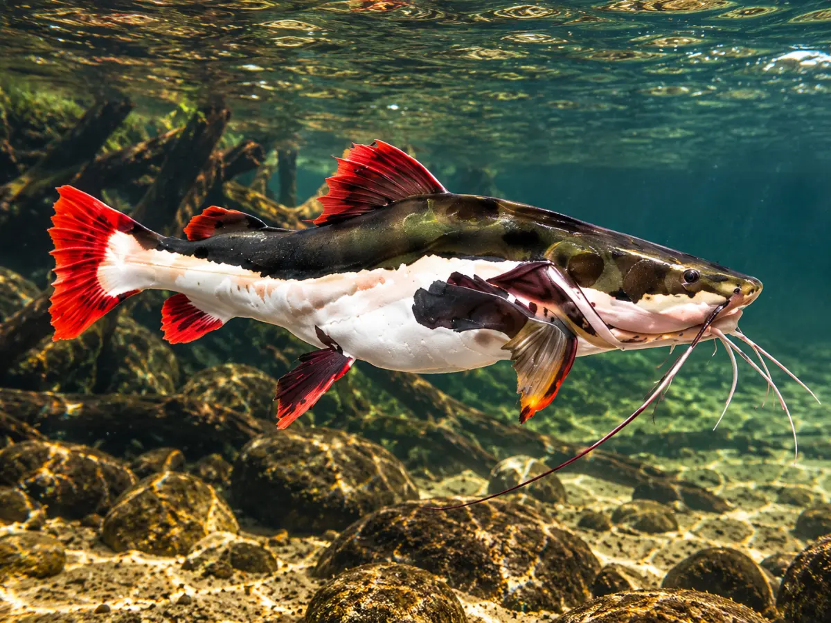 Pirarara